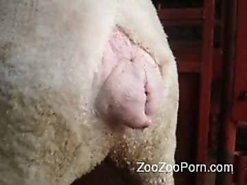 Home zoo Sex